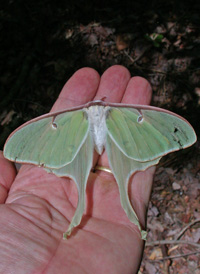 Luna Moth